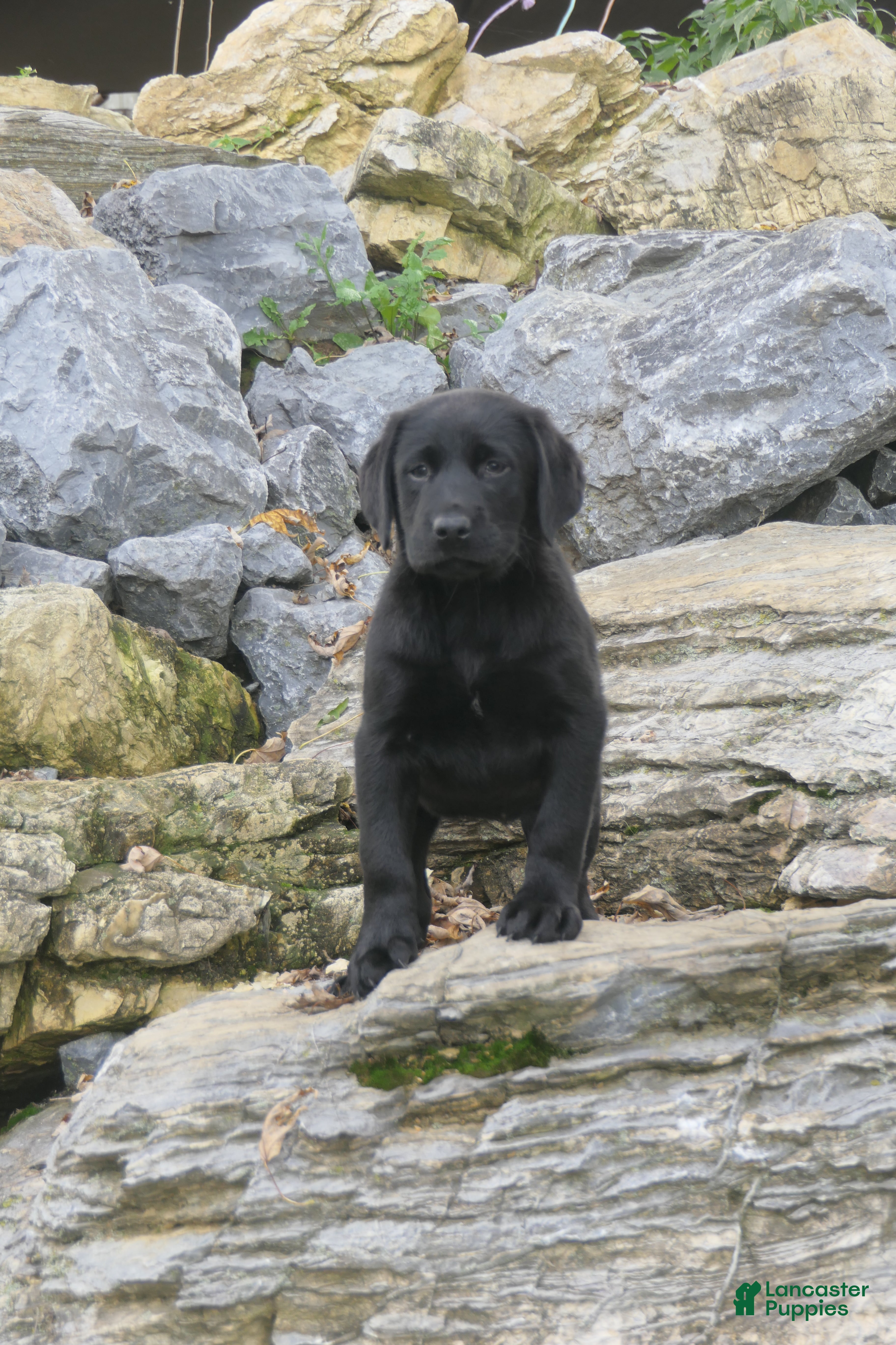 Labrador Retriever dogs for sale: Sally Labrador Retriever  - Ad 1