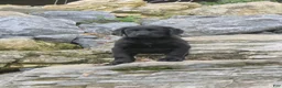 Labrador Retriever dogs for sale: Sally Labrador Retriever  - Ad 1