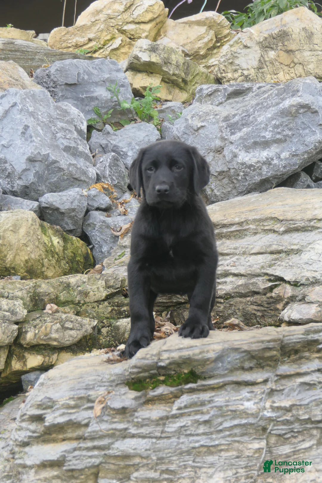 Labrador Retriever dogs for sale: Sally Labrador Retriever  - Ad 1