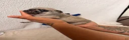 Pug dogs for sale: Pug Puppy 1 Canelo  - Ad 6