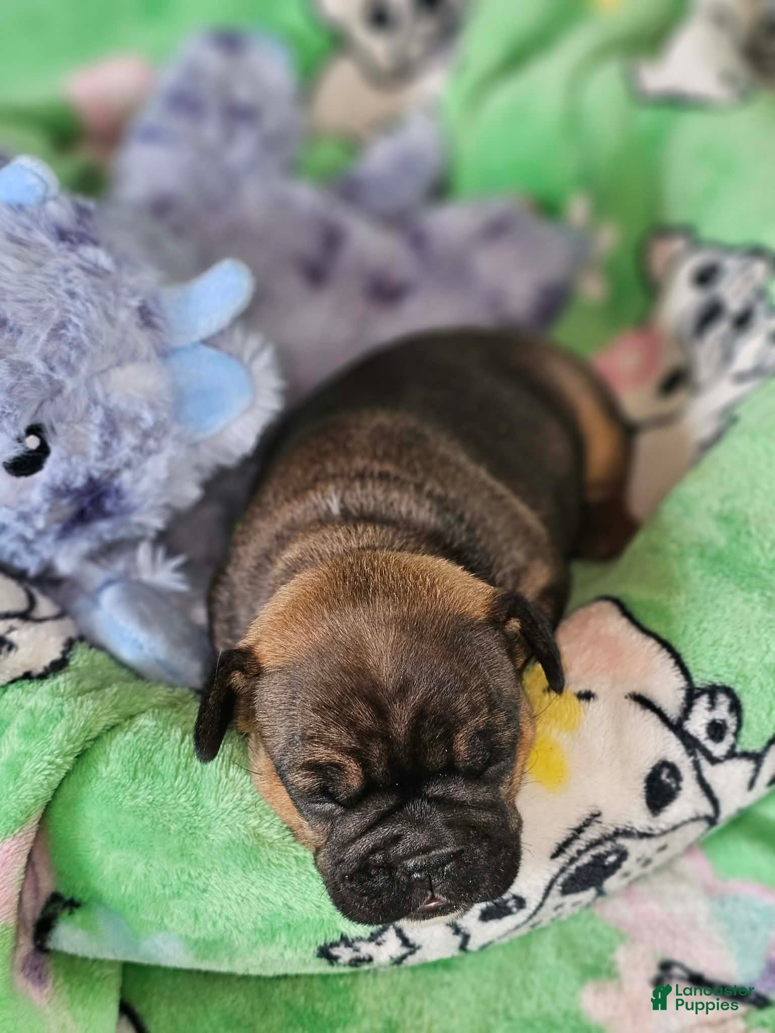 French Bulldog dogs for sale: French Bulldog Puppy 2 - Ad 1