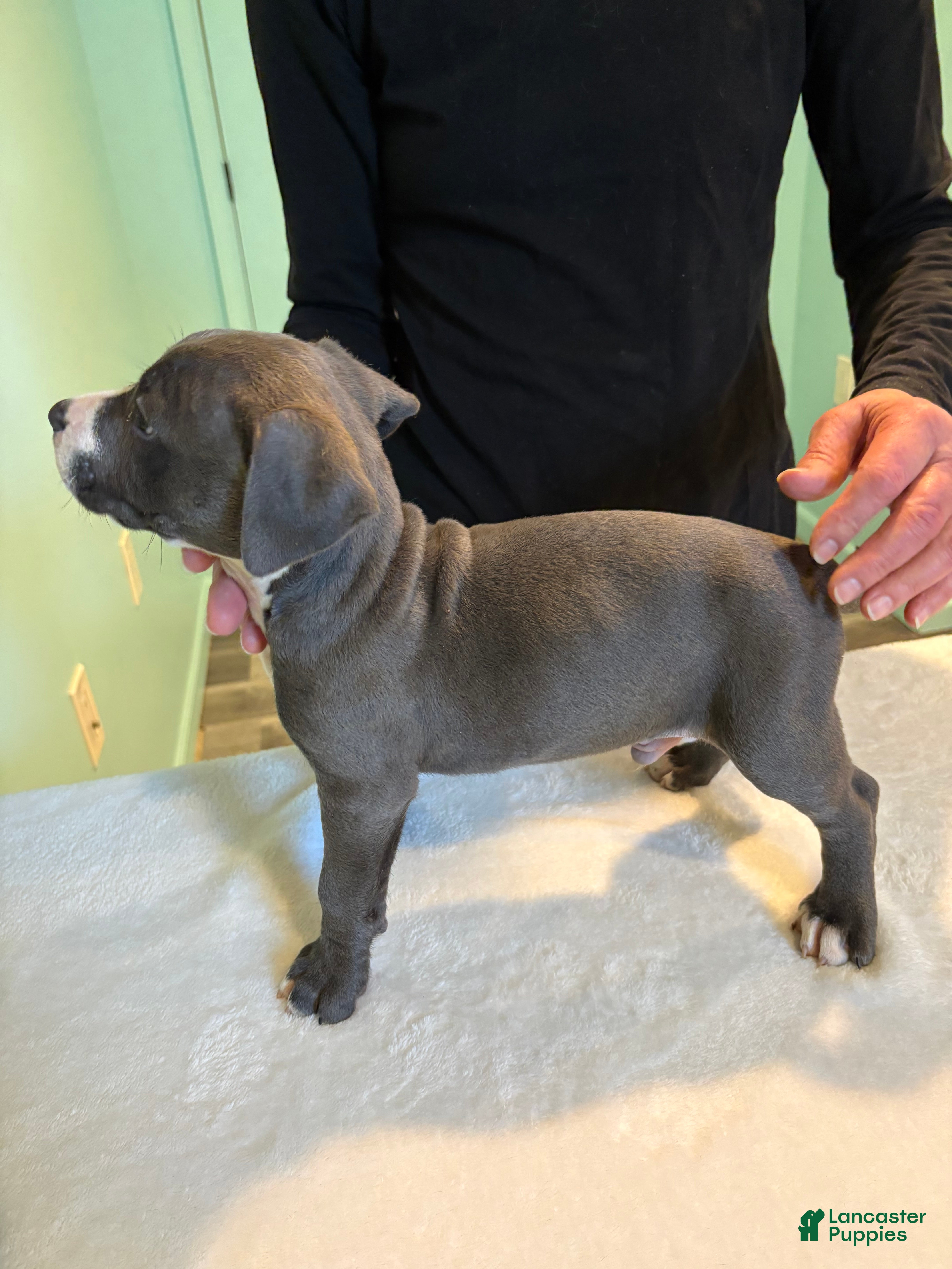American Bully dogs for sale: American Bully Puppy 6 - Ad 4