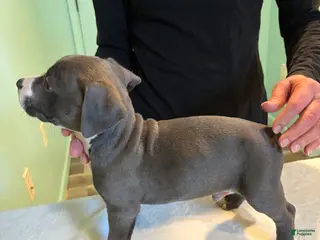 American Bully dogs American Bully Puppy 6 - Ad 41