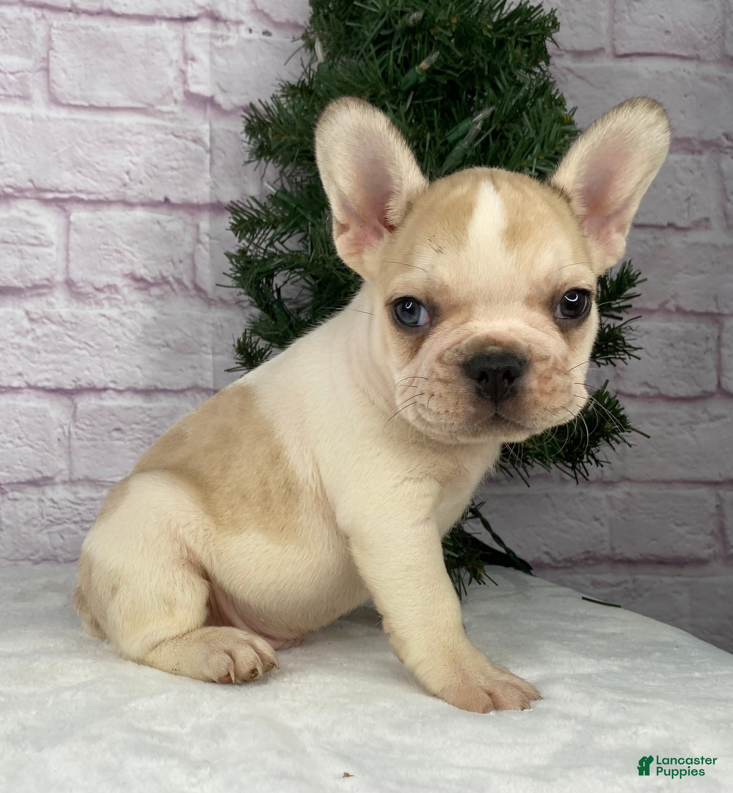 French Bulldog dogs Rambo  - Ad 39