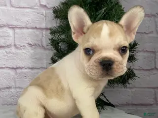 French Bulldog dogs Rambo - Ad 39