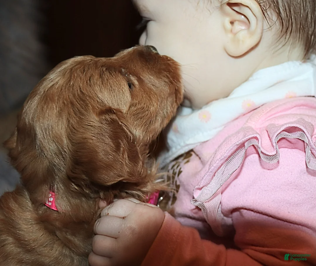 Mini Goldendoodle dogs for sale: Whiskers 🌷 Genetic Clear Parents - Ad 19