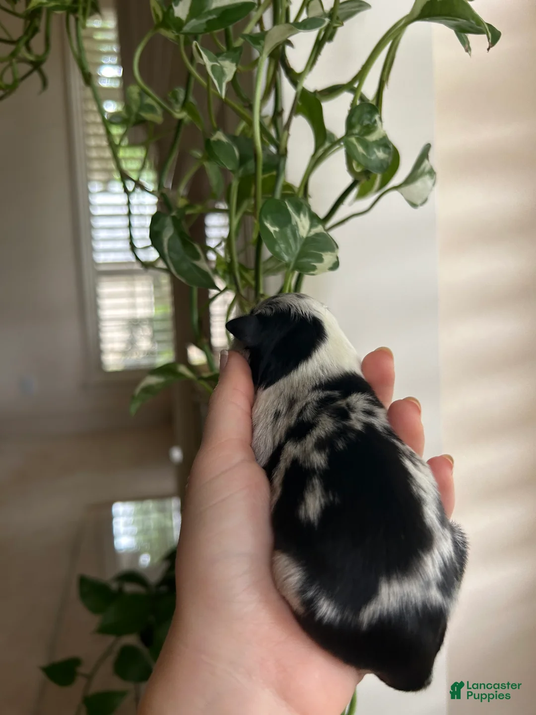 Miniature Australian Shepherd dogs for sale: Montana - Ad 2