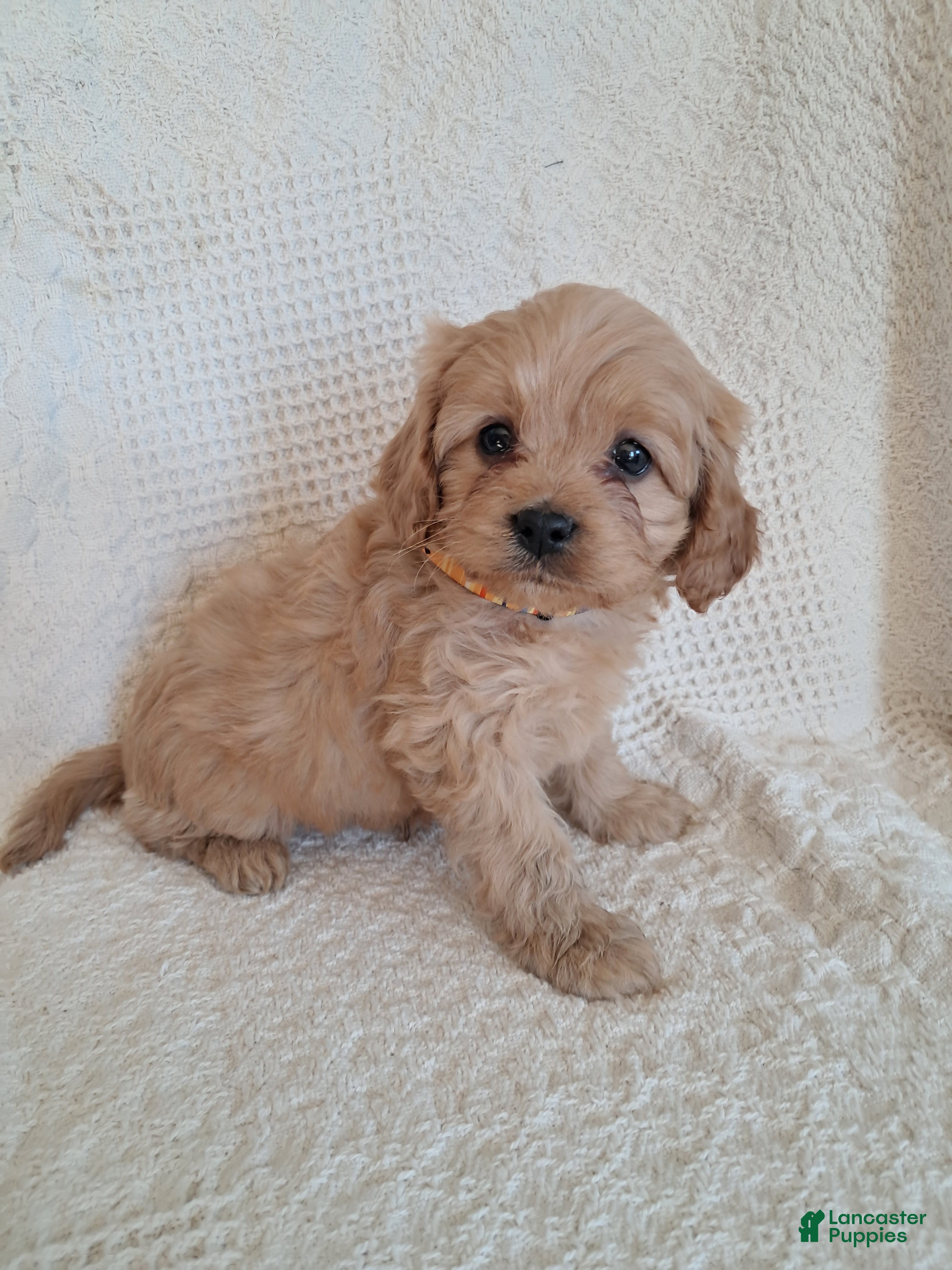 Cavapoo dogs Spotty  - Ad 1