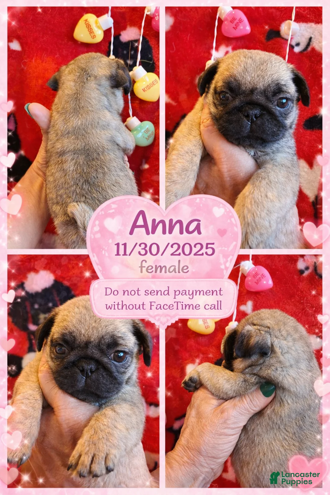 Pug dogs for sale: Pug Puppy 4 - Ad 1