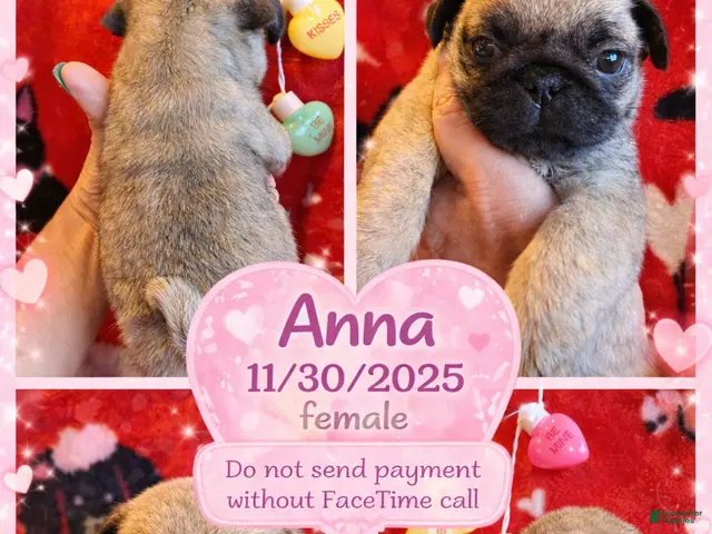 Pug dogs for sale: Pug Puppy 4 - Ad 37