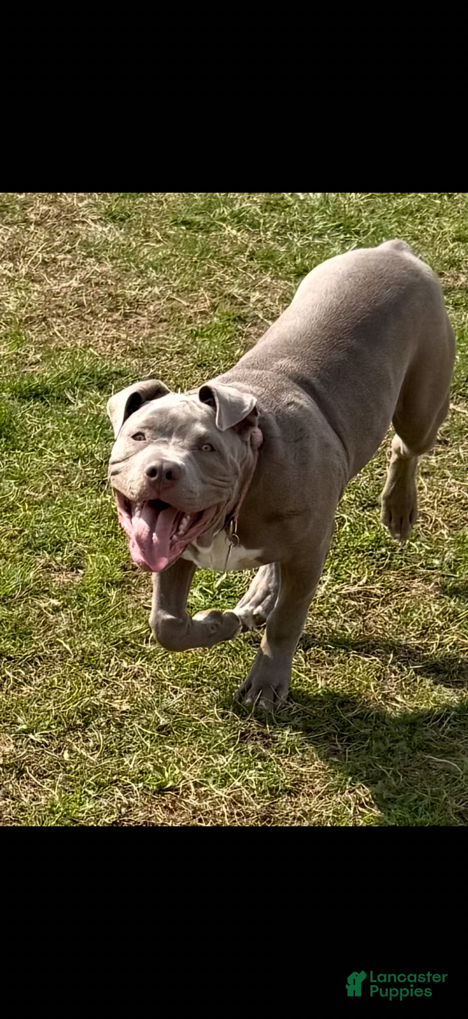 American Bully dogs Molly - Ad 18