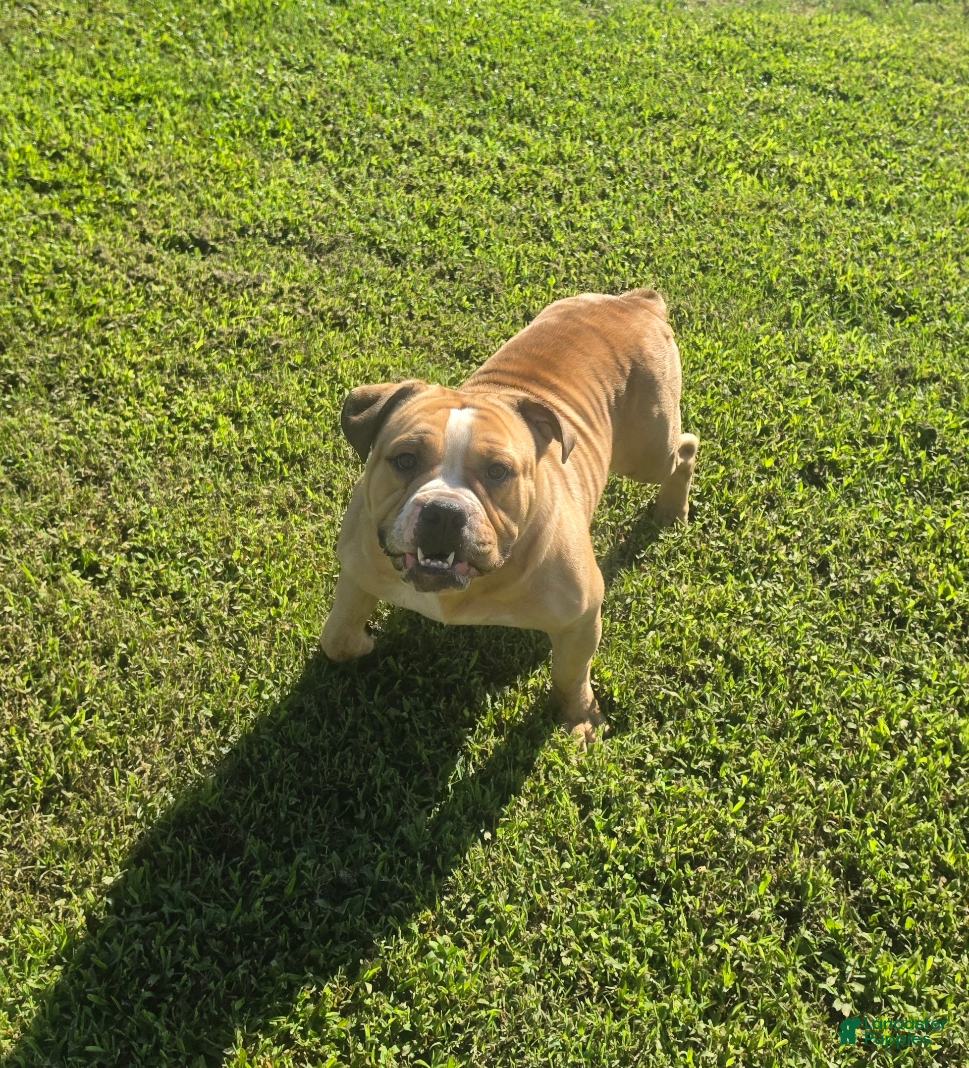 Olde English Bulldogge dogs Quinnlan - Ad 2