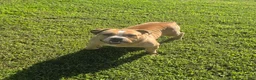Olde English Bulldogge dogs for sale: Quinnlan - Ad 2