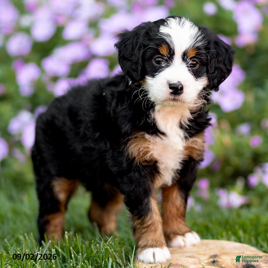 Mini Bernedoodle dogs Georgia - Ad 2