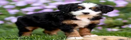 Mini Bernedoodle dogs for sale: Georgia - Ad 2