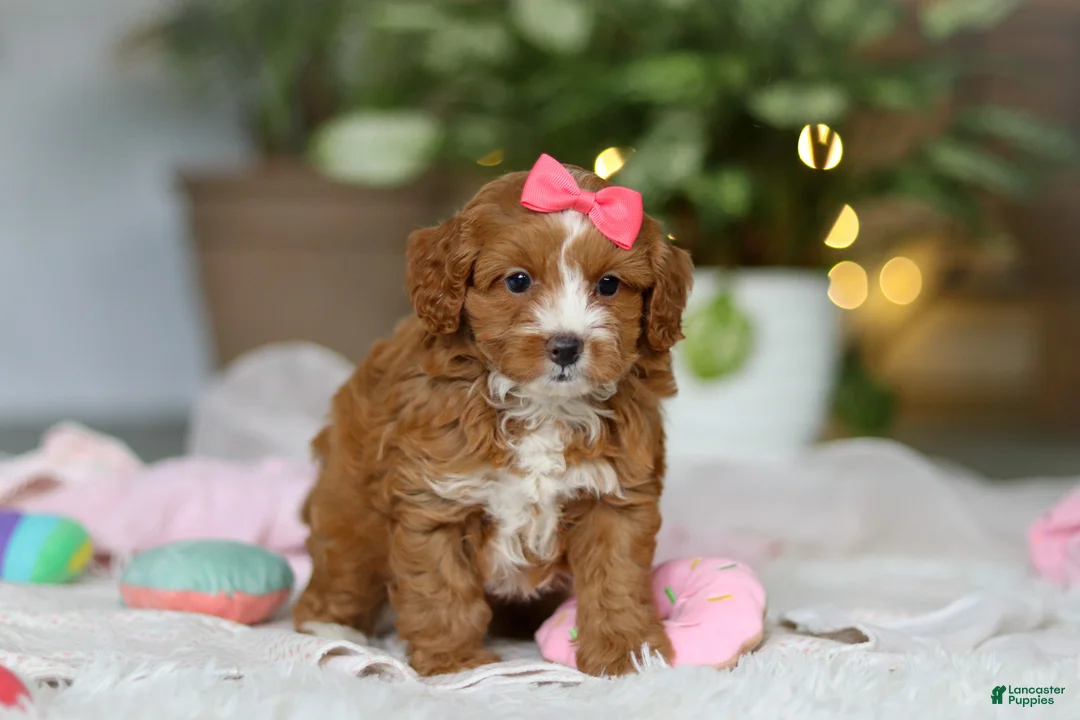 Cavapoo dogs for sale: Maya - Ad 2