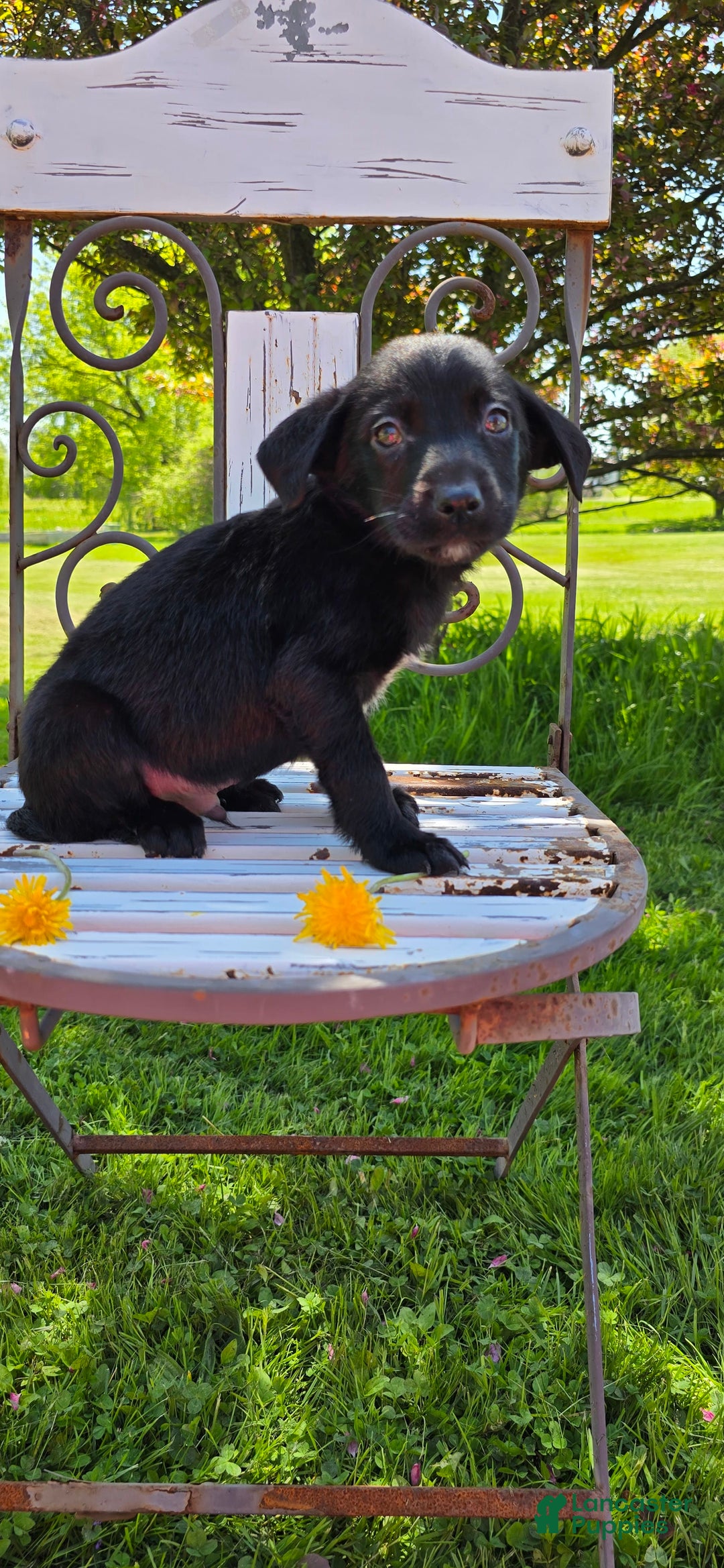 Mixed Breed dogs for sale: Darth - Ad 8