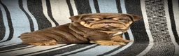 English Bulldog dogs for sale: Jules - Ad 4