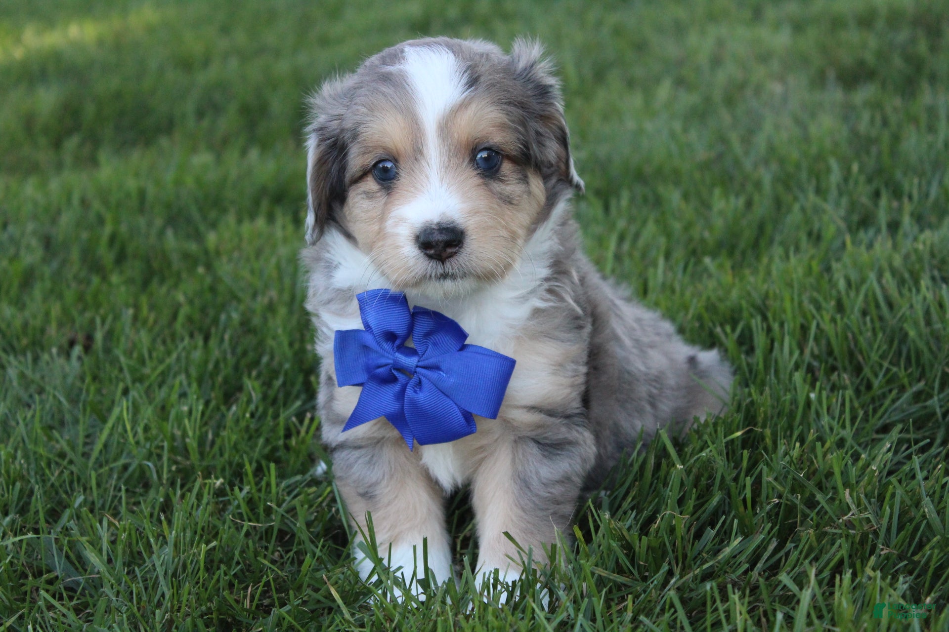 Mini Aussiedoodle dogs Kody 💎 - Ad 2