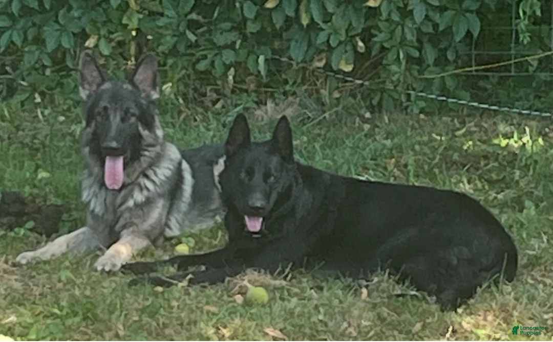 German Shepherd dogs for sale: German Shepherd Puppy 3 - Ad 4