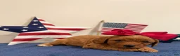 Cavapoo dogs for sale: Liberty - Ad 3