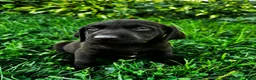 Labrador Retriever dogs for sale: Summer - Ad 9
