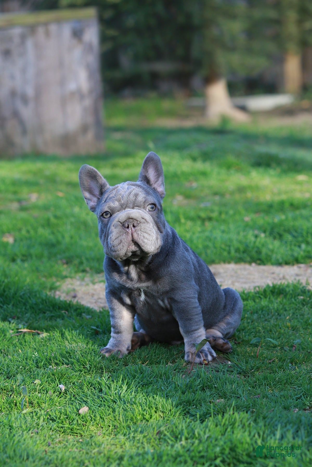 French Bulldog dogs RALF - Ad 1