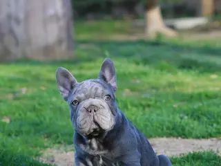 French Bulldog dogs for sale: RALF - Ad 2