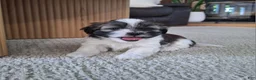 Shih Tzu dogs for sale: Sadie - Ad 5