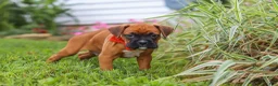 Boxer dogs for sale: Rascal - Ad 9
