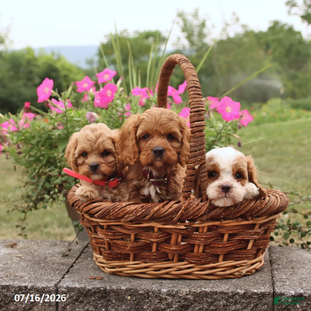 Cavapoo dogs for sale: Mason - Ad 2