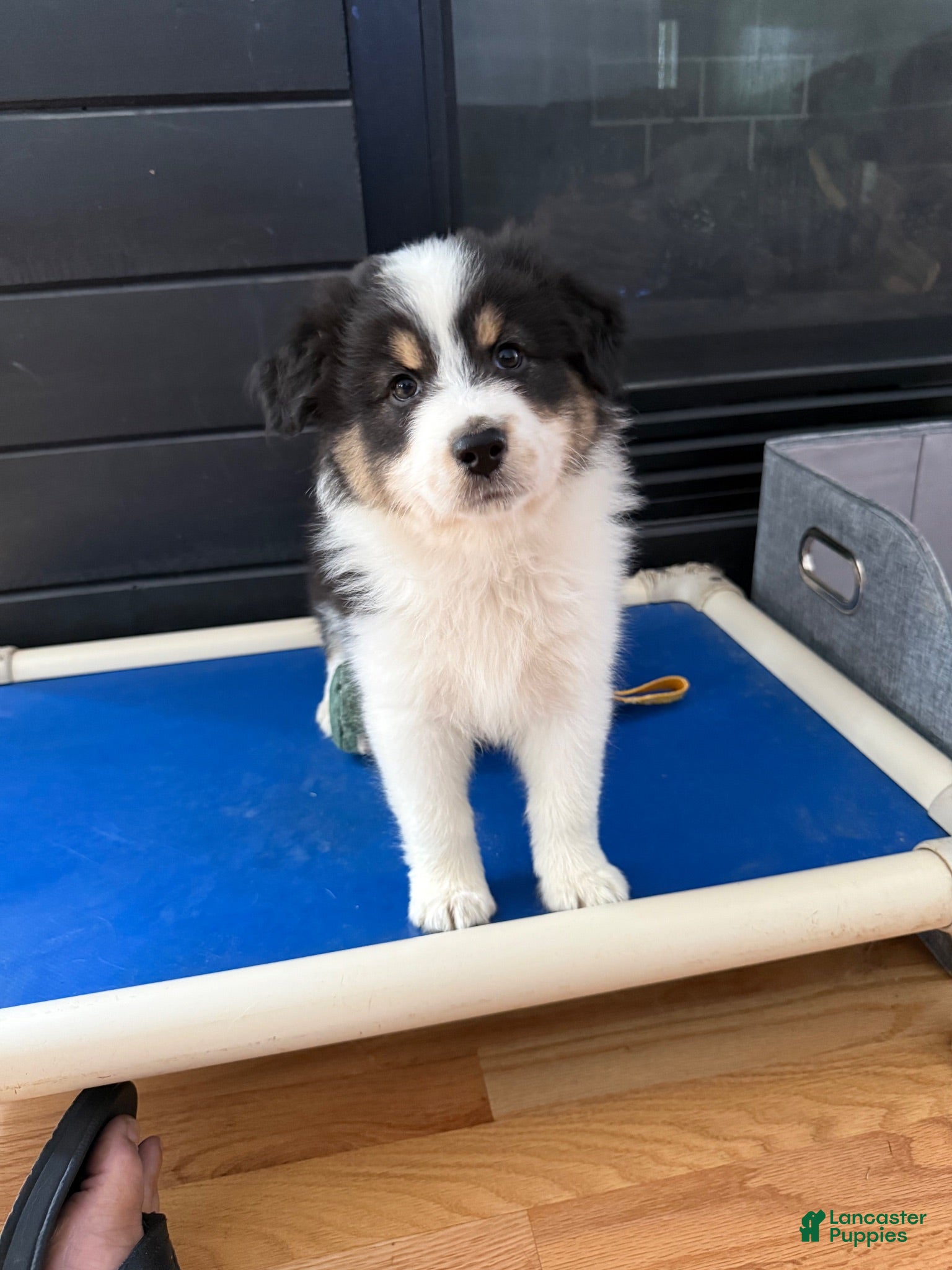 Australian Shepherd dogs Australian Shepherd Black tri girl 1 - Ad 35