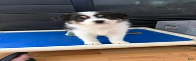 Australian Shepherd Black tri girl 1