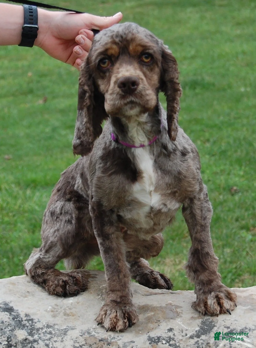 Cockapoo dogs for sale: Cockapoo 4 - Ad 3