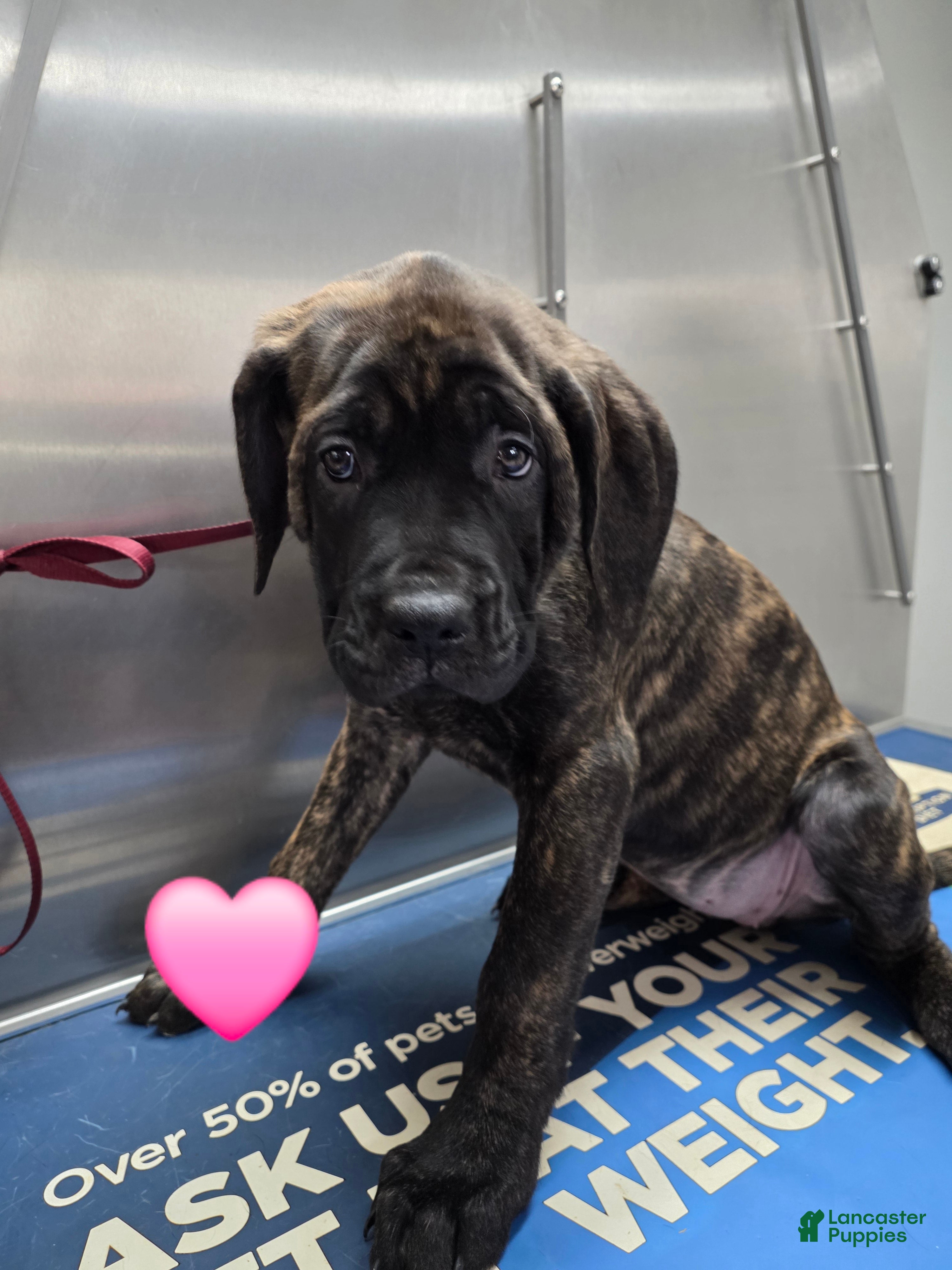 English Mastiff dogs English Mastiff Puppy 🩷 - Ad 12