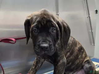 English Mastiff dogs English Mastiff Puppy 🩷 - Ad 12