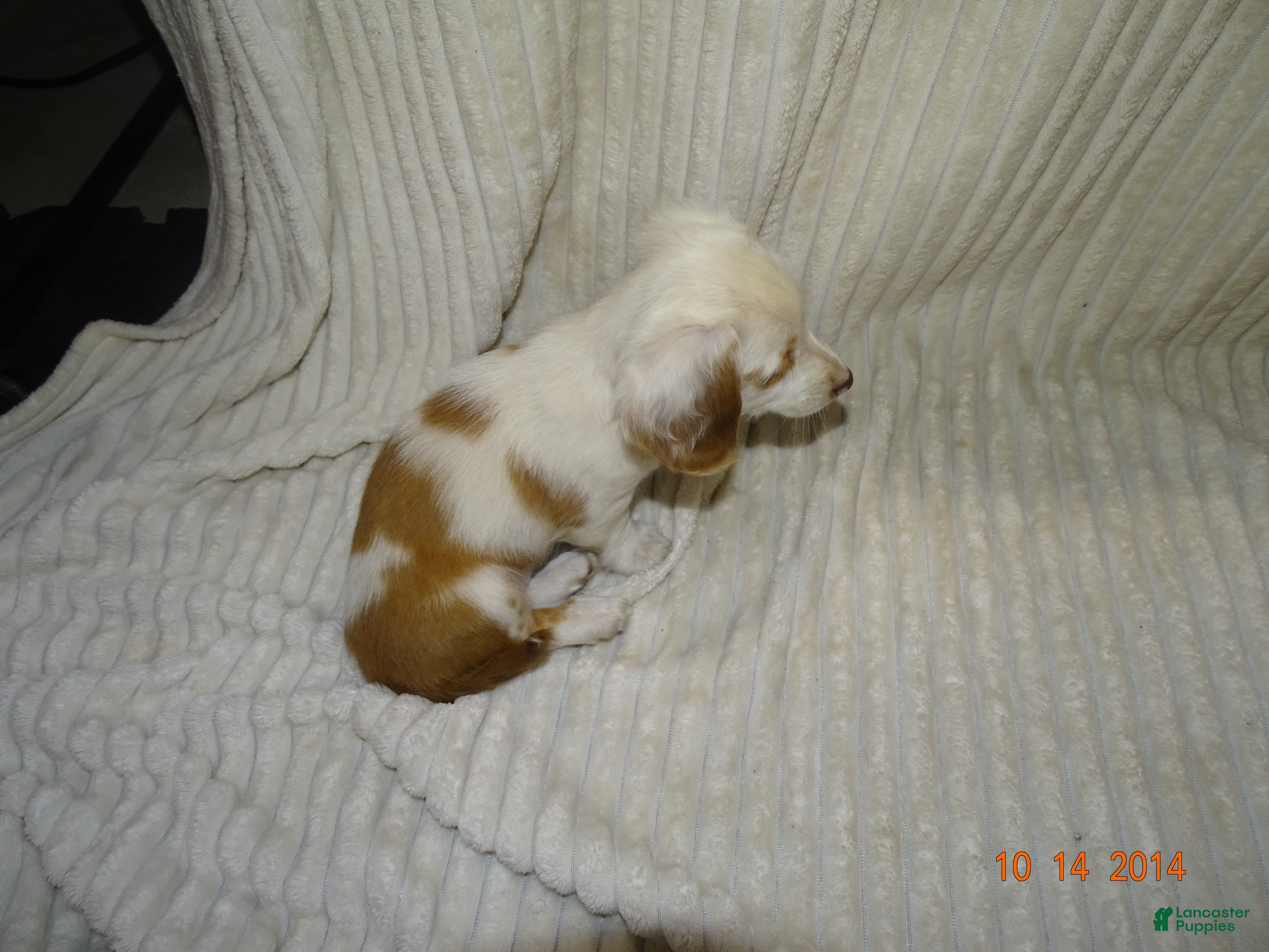 Miniature Dachshund dogs bella - Ad 1