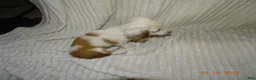 Miniature Dachshund dogs for sale: bella - Ad 1