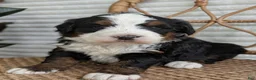 Bernedoodle dogs for sale: Scotty  - Ad 1