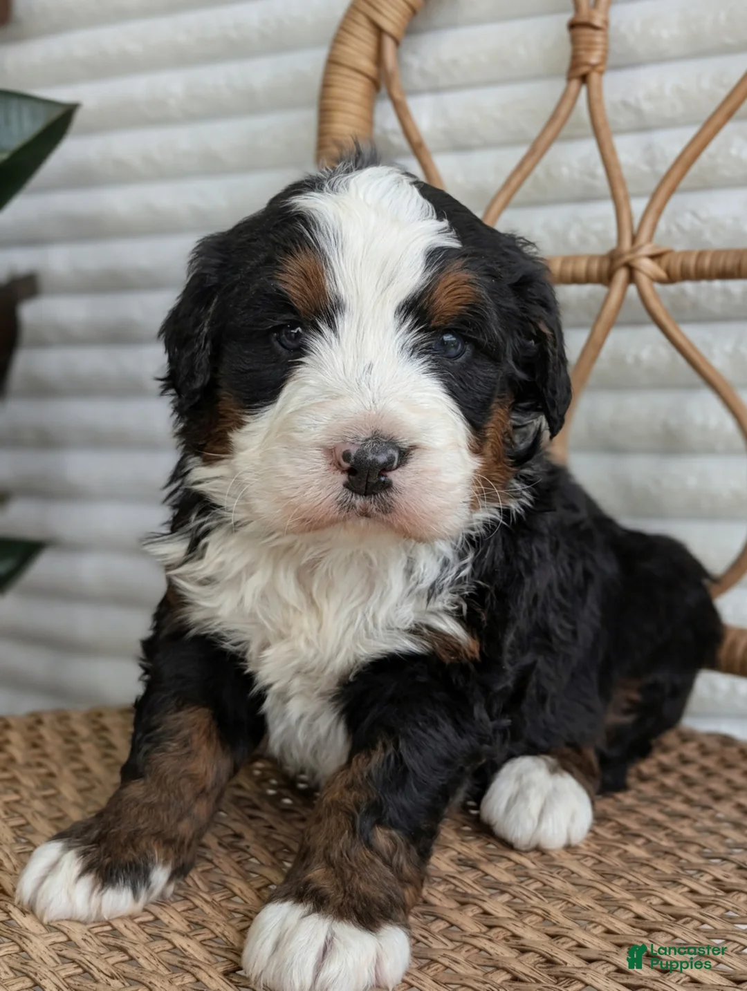 Bernedoodle dogs for sale: Scotty  - Ad 1