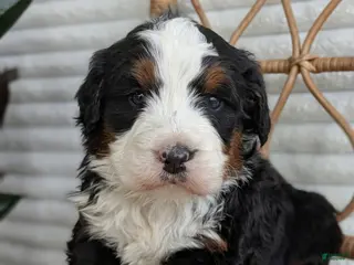 Bernedoodle dogs for sale: Scotty - Ad 3