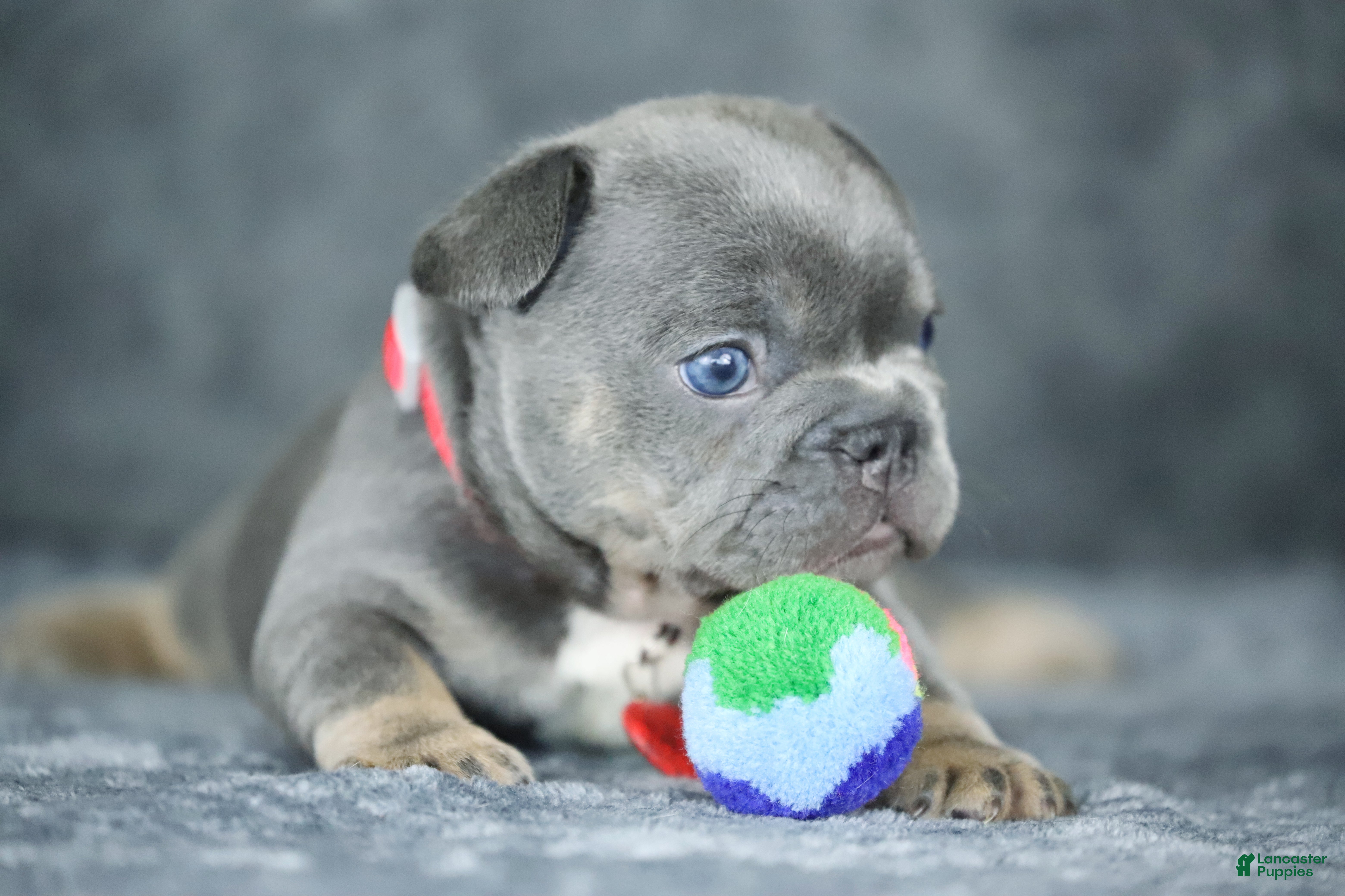 French Bulldog dogs Mara - Ad 1