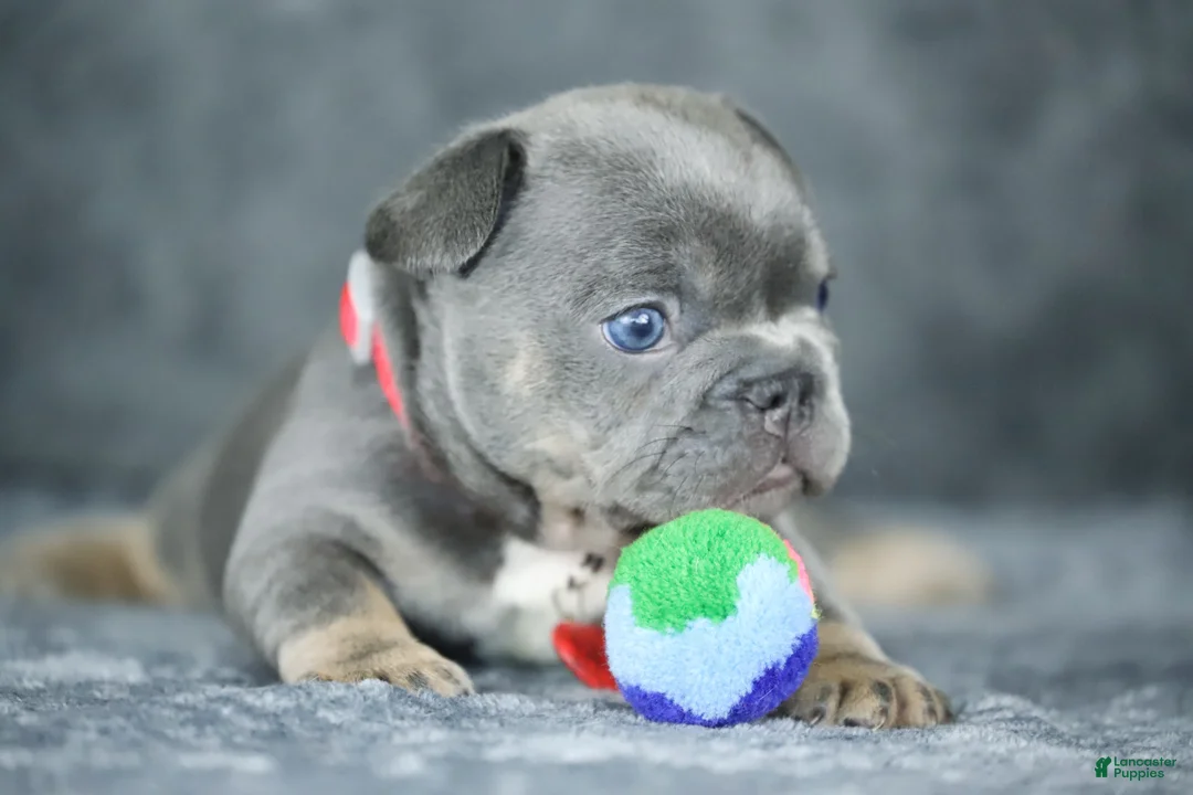 French Bulldog dogs for sale: Mara - Ad 1