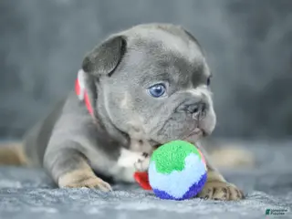 French Bulldog dogs for sale: Mara - Ad 3