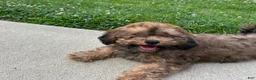 Cavapoo dogs for sale: Rudy - Ad 1