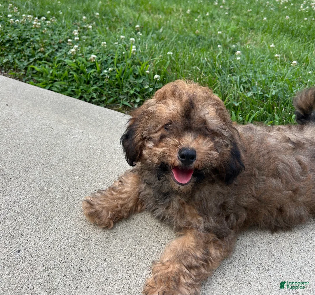 Cavapoo dogs for sale: Rudy - Ad 1