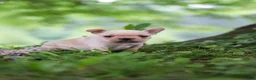 French Bulldog dogs for sale: Cody - Ad 7
