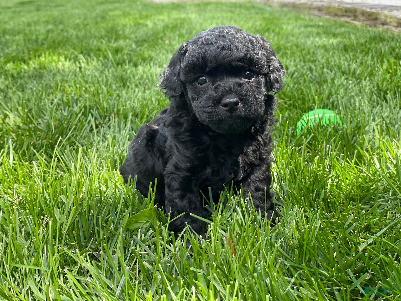 Miniature Poodle dogs Andrew Miniature Poodle Puppy  - Ad 2