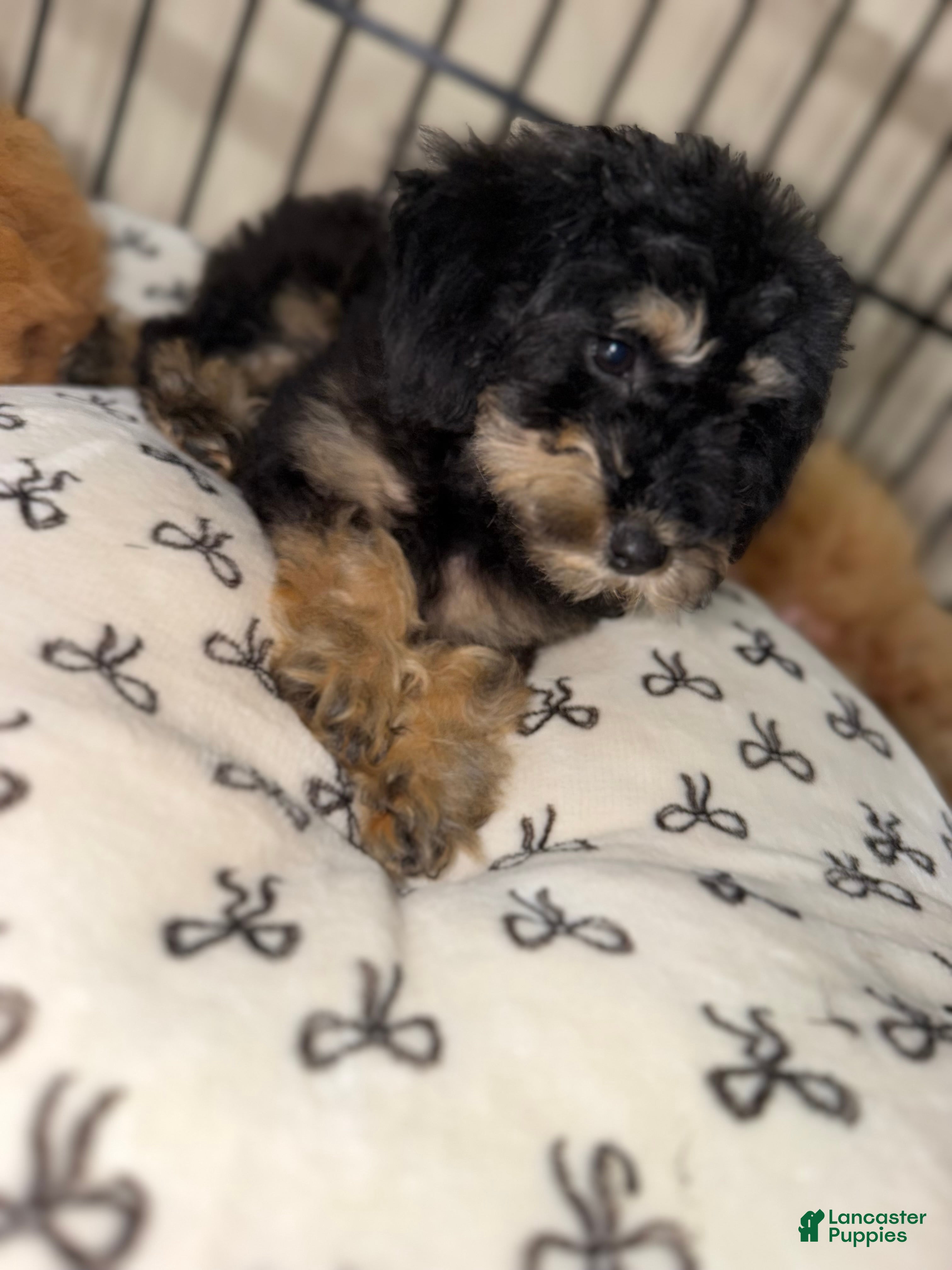 Toy Poodle dogs Toy Poodle 4 - Ad 20