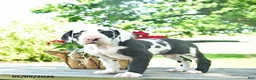 Great Dane dogs for sale: China - Ad 3